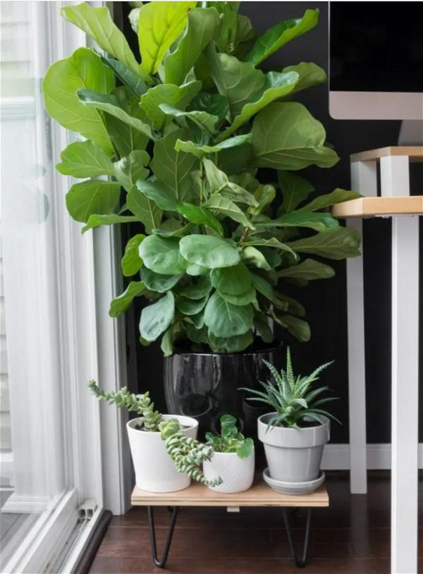 Plant Stand With Hairpin Legs