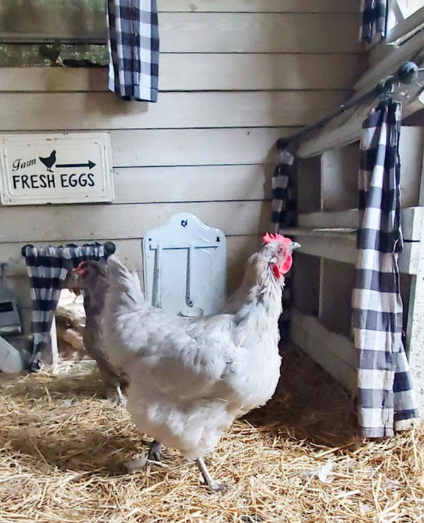 All About Chicken Coop Boxes