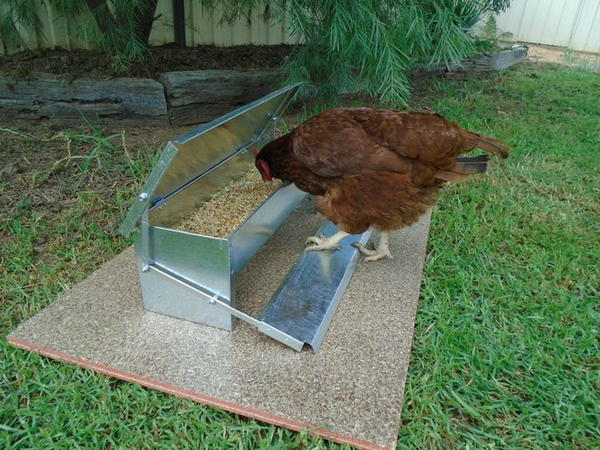 Automatic Chicken Feeder