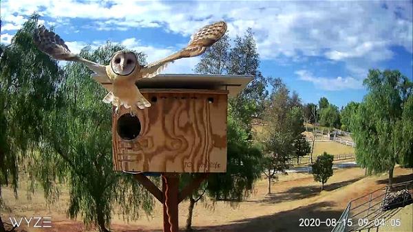 Barn Owl Nesting Box