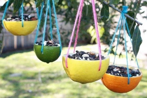 Bird Feeder With Citrus Peels