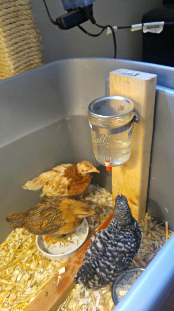 Building The Epic Chick Brooder