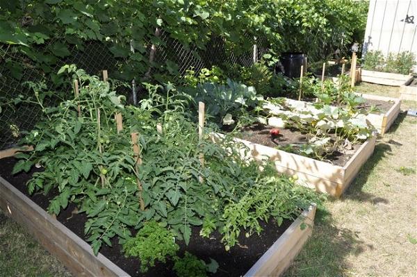 Create a Vegetable Garden