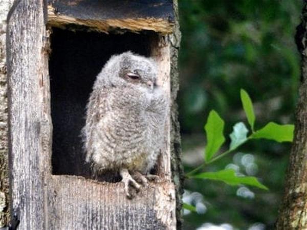 Creating Owl Boxes