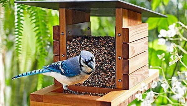 DIY Bird Feeder 1