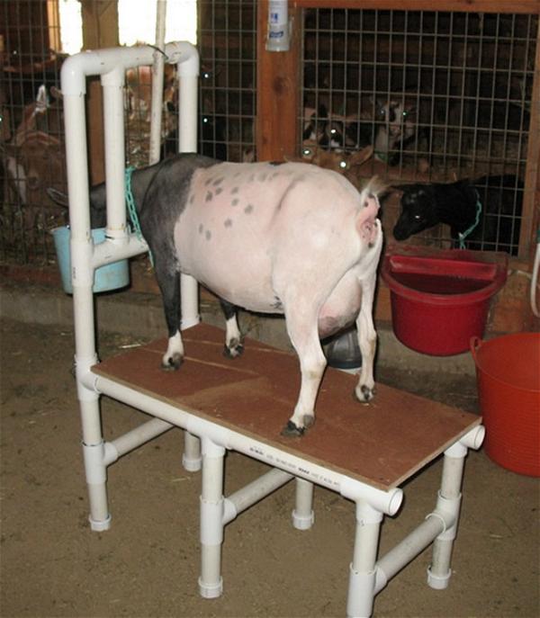 DIY PVC Goat Milking Stand