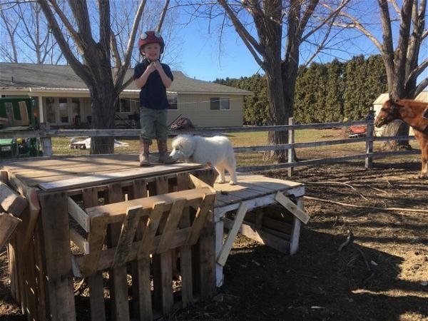 DIY Pallet Goat Shelter For Free