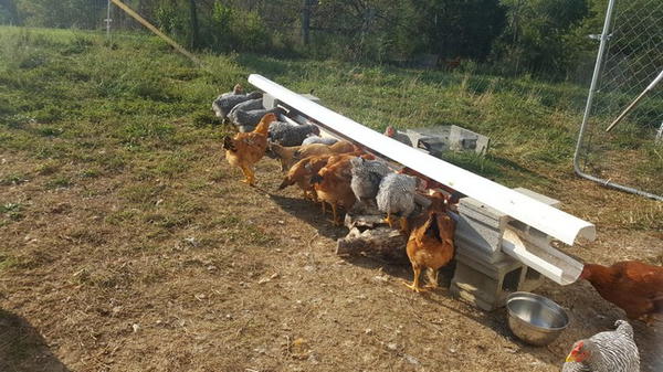 DIY Trough Feeder Using Gutters