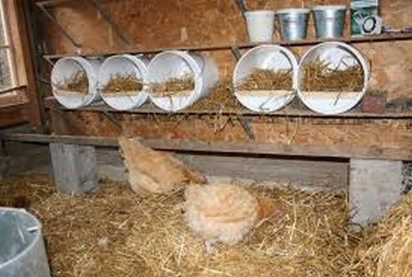 Five Gallon Bucket Chicken boxes