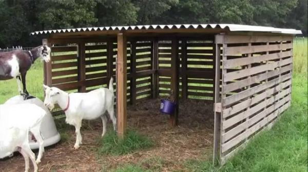 Goat Shelter 