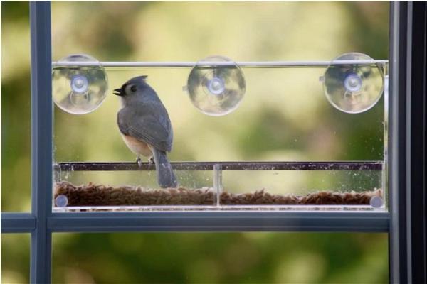 How To Attract Birds To A Window Feeder