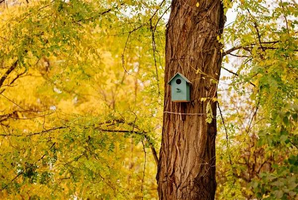 How To Build A Birdhouse For Finches