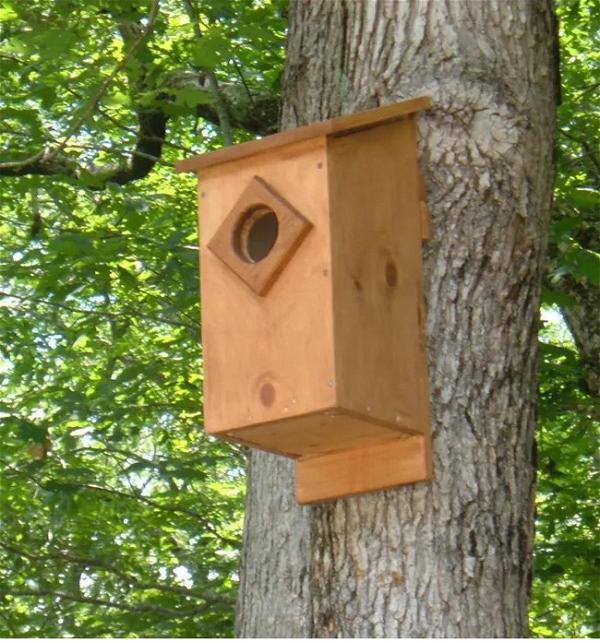 How To Build A Screech Owl Box