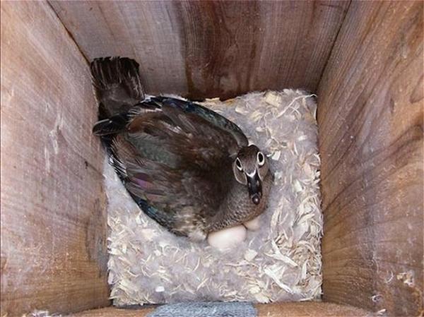 How To Build A Wood Duck Nesting Box