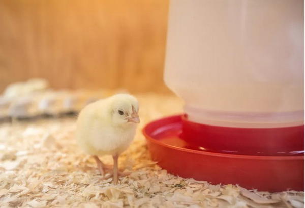 How to Build a Brooder for Baby Chicks