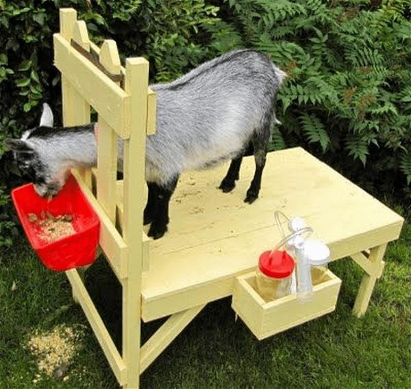 How to Build a Goat Milking Stand