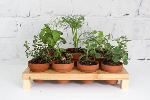 Indoor Herb Garden