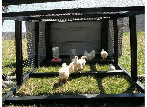 Long Chicken Tractor