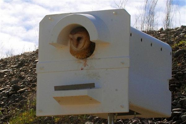 Owl Nest Box Resources