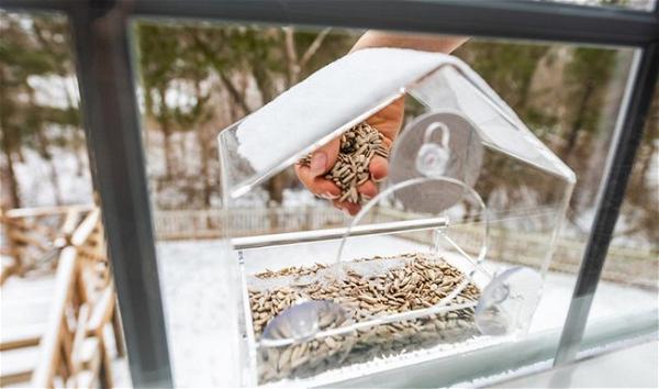 Best Window Bird Feeder – Nature Anywhere