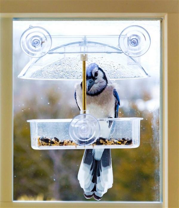 Window Bird Feeders Give You Closer Views Of Birds