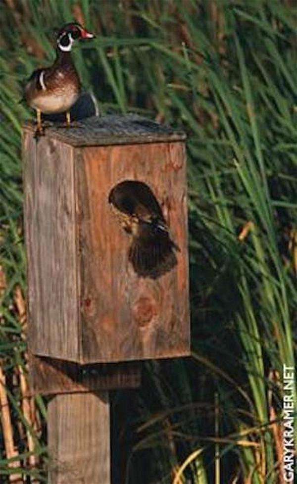 Wood Duck Birdhouse