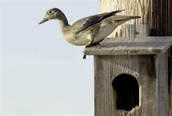 Wood Duck Box Placement And Maintenance