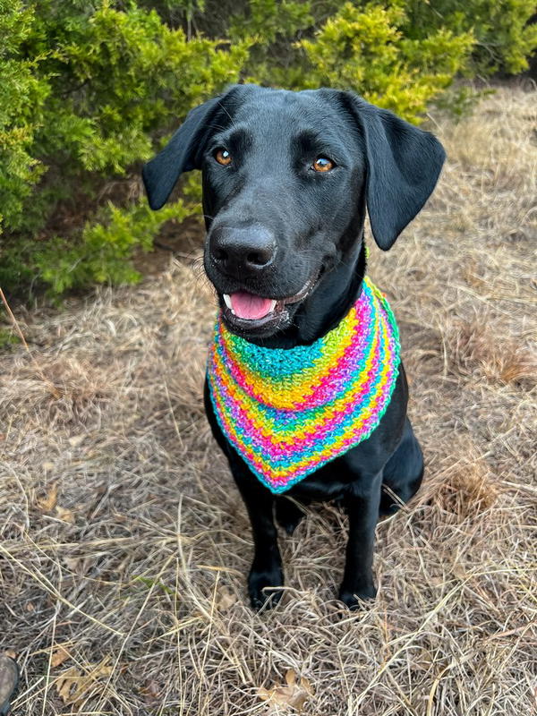 Feline's Bandana