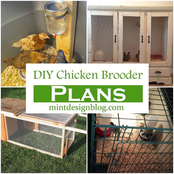 DIY Chicken Brooder Plans