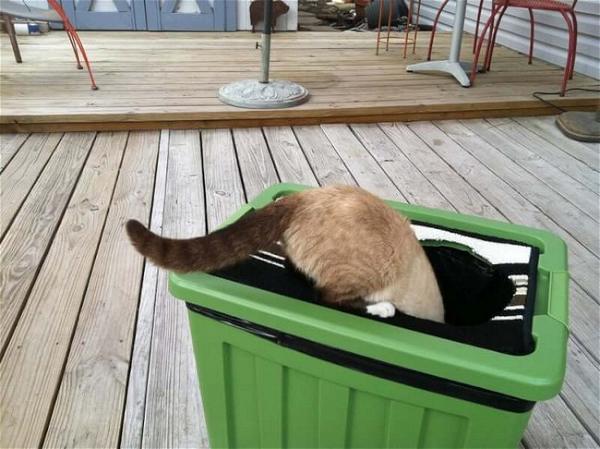 Custom Cat Litter Box DIY