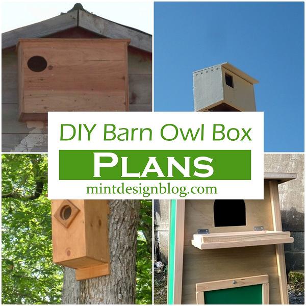 DIY Barn Owl Box Plans