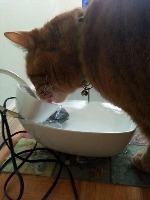DIY Cat Water Fountain