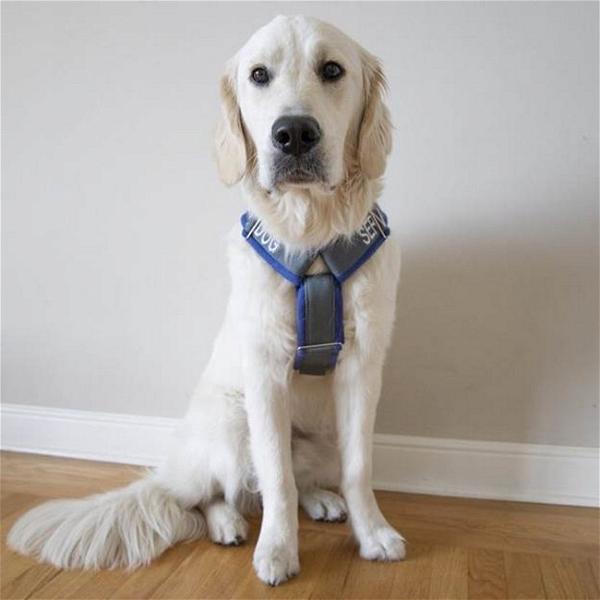 DIY Custom Dog Harness