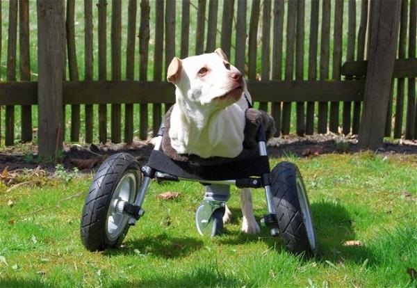 DIY Dog Wheelchair