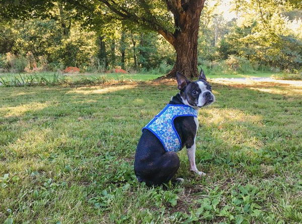 DIY Fabric Dog Harness