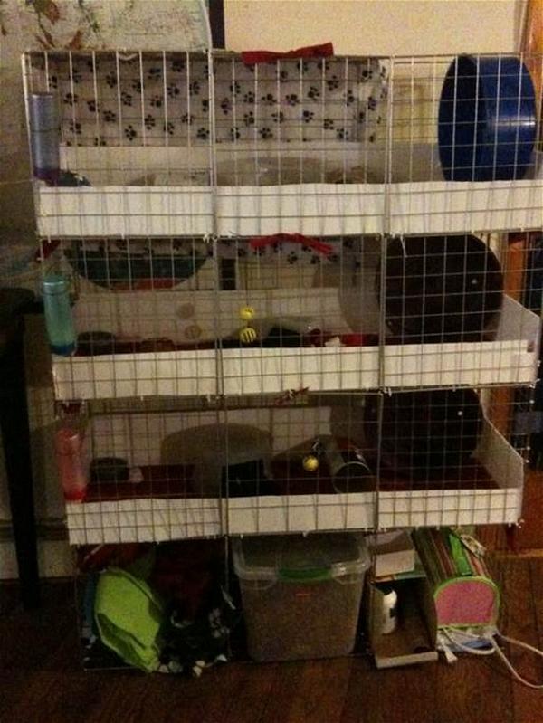 DIY Hedgehog Cage For $50