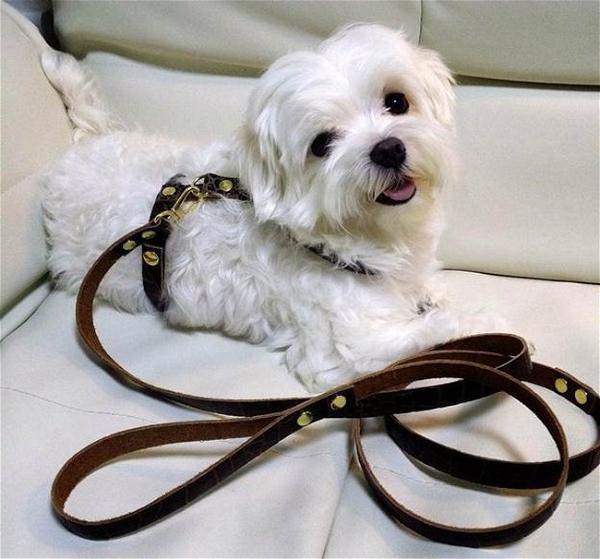 DIY Leather Dog Harness