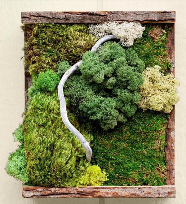 DIY Moss Art