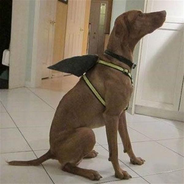 DIY Shark Fin Dog Harness