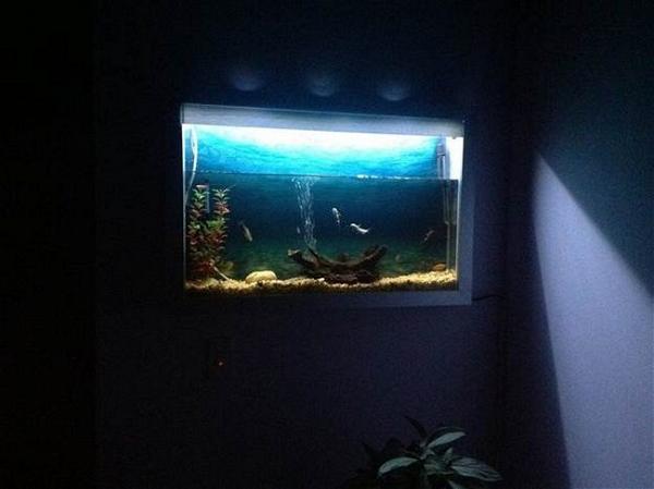 DIY Wall Aquarium