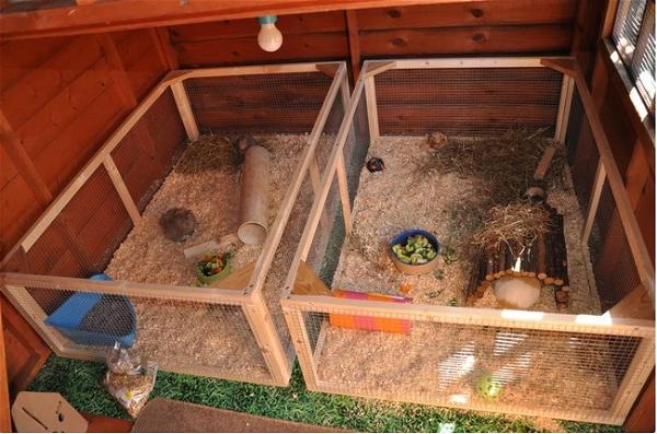 Guinea Pig Or Rabbit Shed