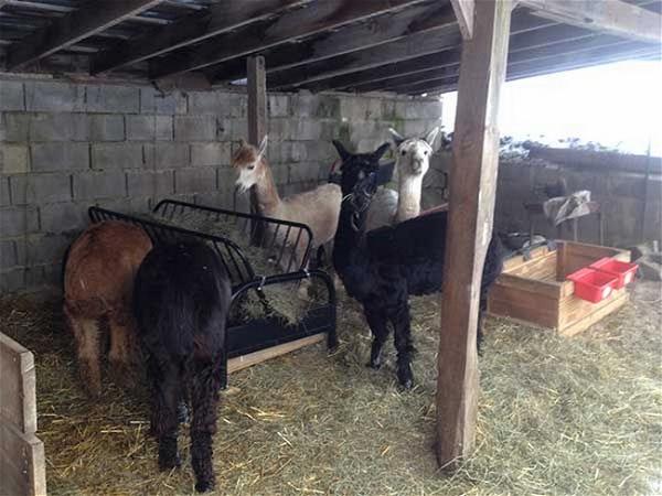 Hay Feeder DIY