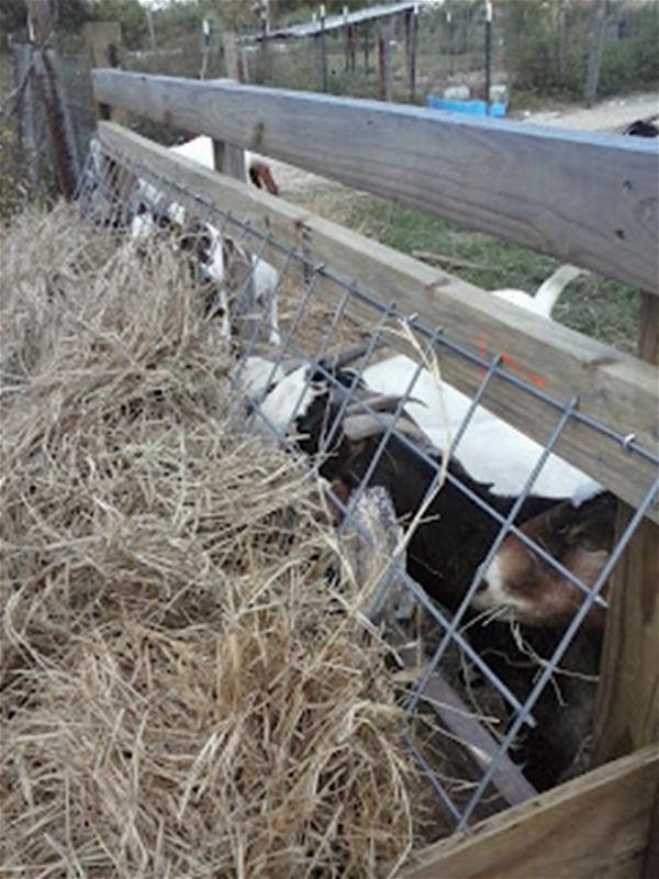 Hay Feeder For Goats