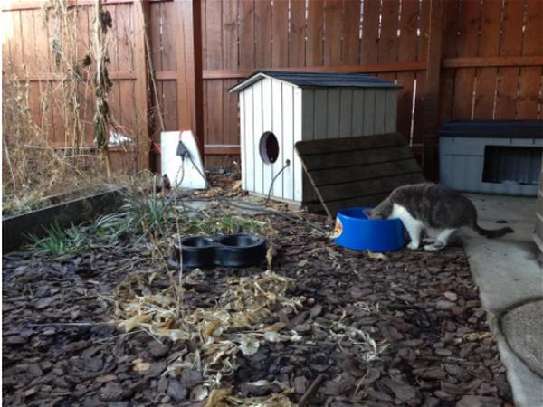 Heated Outdoor Cat Shelters