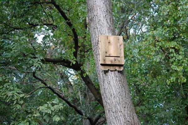 How To Build A Bat House