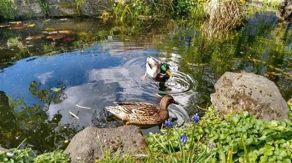 How To Build A Duck Pond