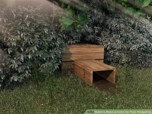 How To Build A Home For A Hedgehog