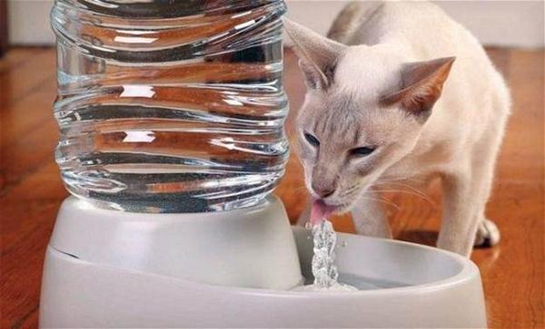 How To Make A Cat Water Fountain