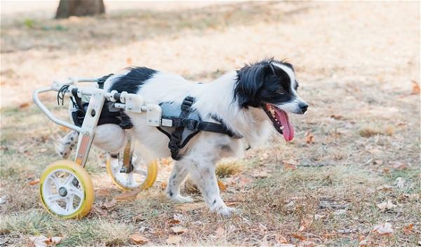 How To Make A Dog Wheelchair 1
