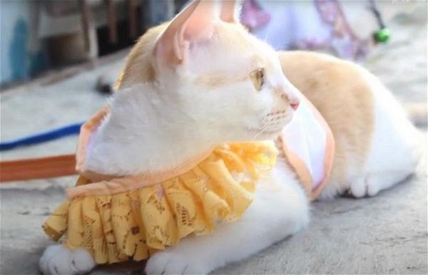 How To Make A Harness For Your Cat
